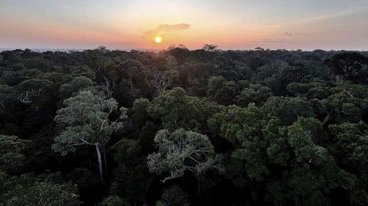 Pôr do sol sobre a copa das árvores da mata em Cotijuba
